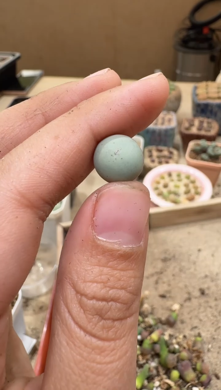 30-197多肉植物肉锥