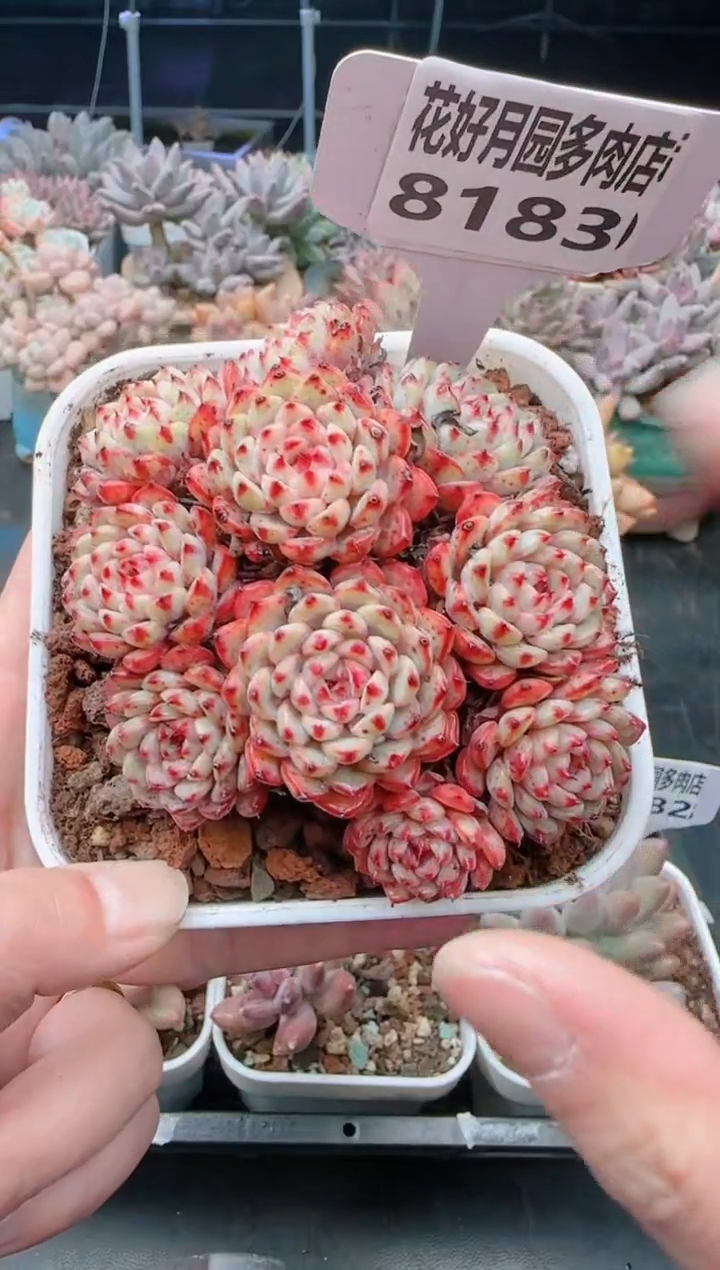 【闪购商品】8183.