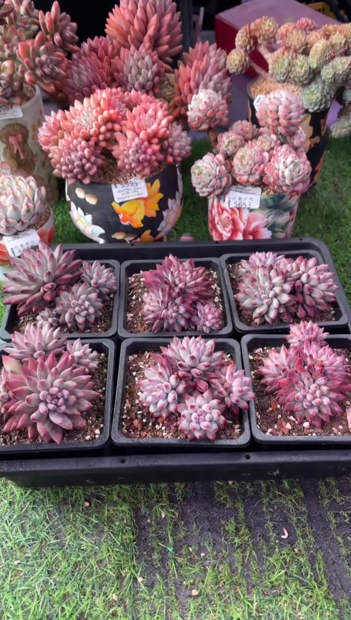 昆明印象多肉  4头车厘子1颗