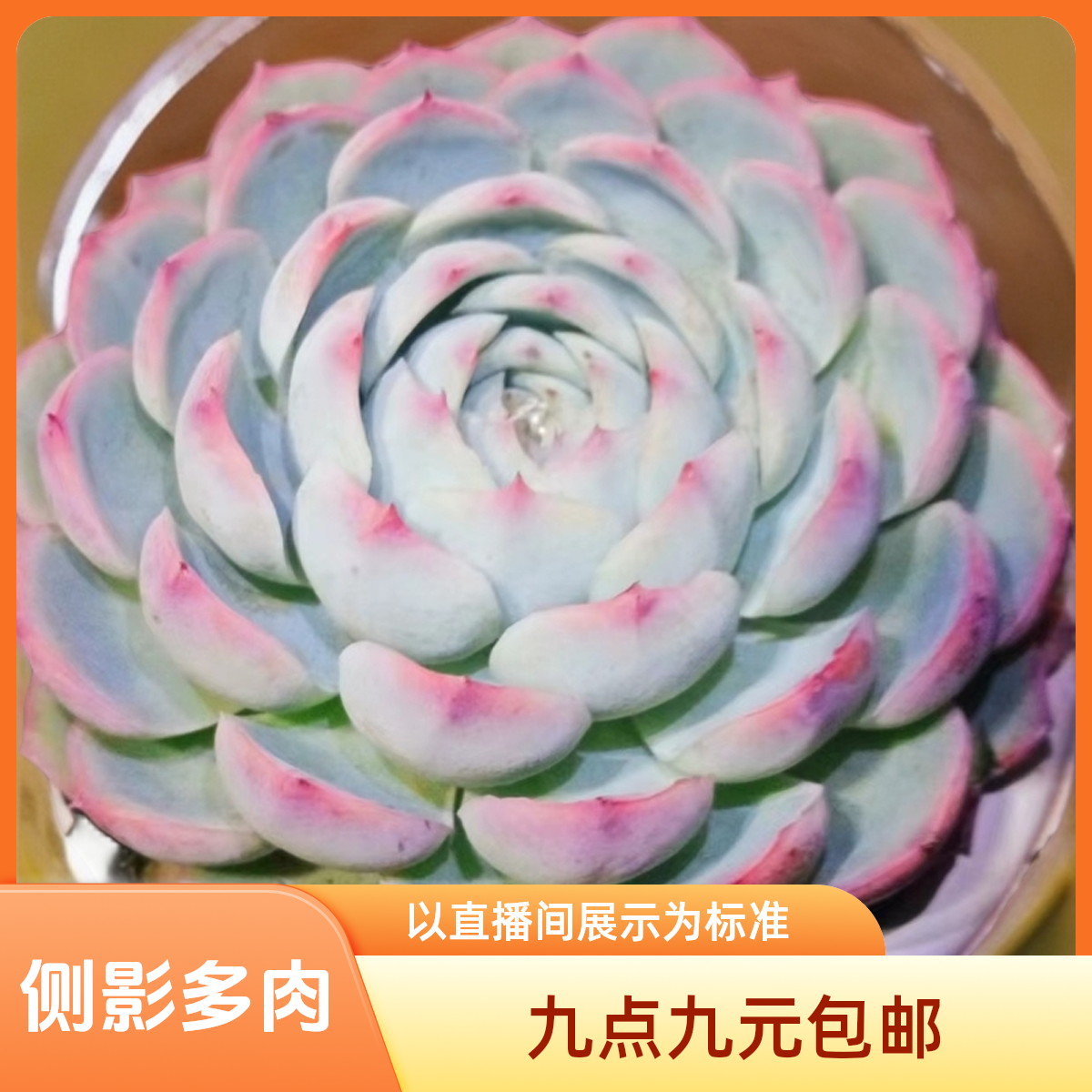 侧影多肉植九点九包邮以直播间展示为准