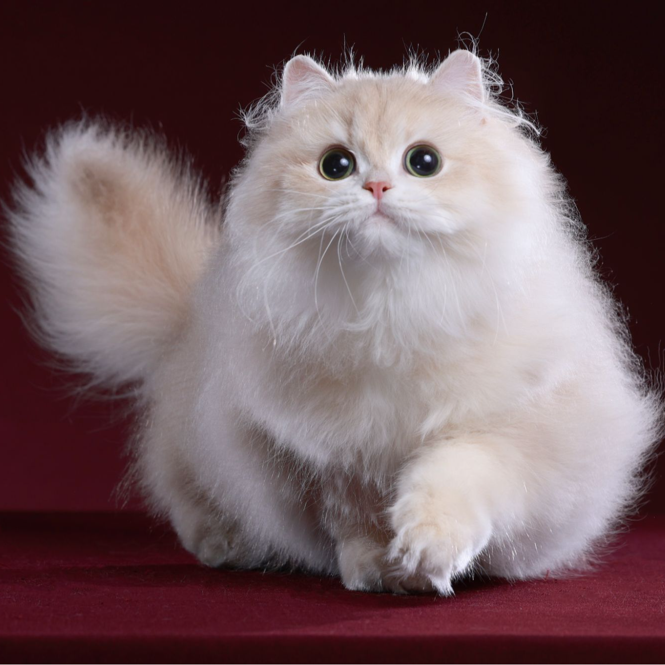 丫丫——紫金长毛妹妹猫咪活体【灵犀】