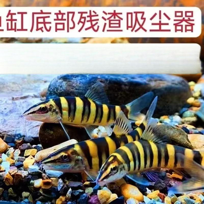 壮体沙鳅冷水鱼 清洁鱼 工具鱼 清理残渣垃圾 吃鱼便