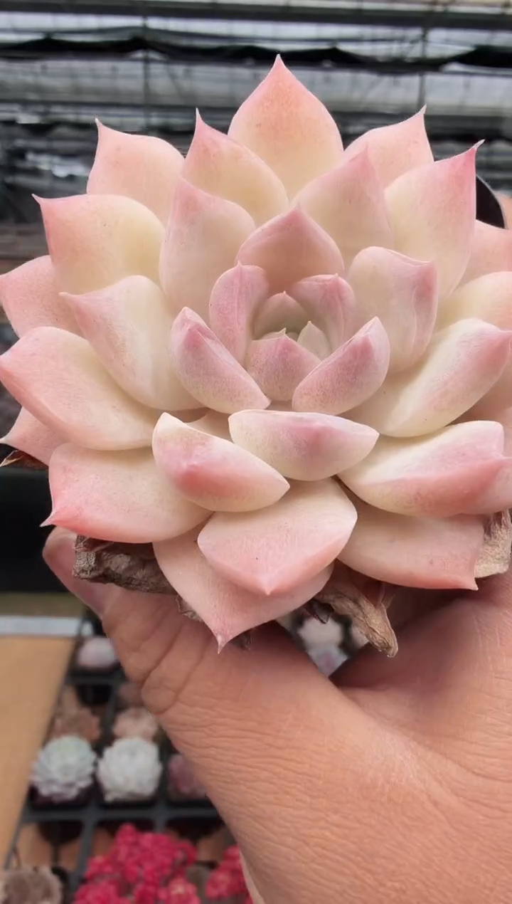 东云多肉园新款-397