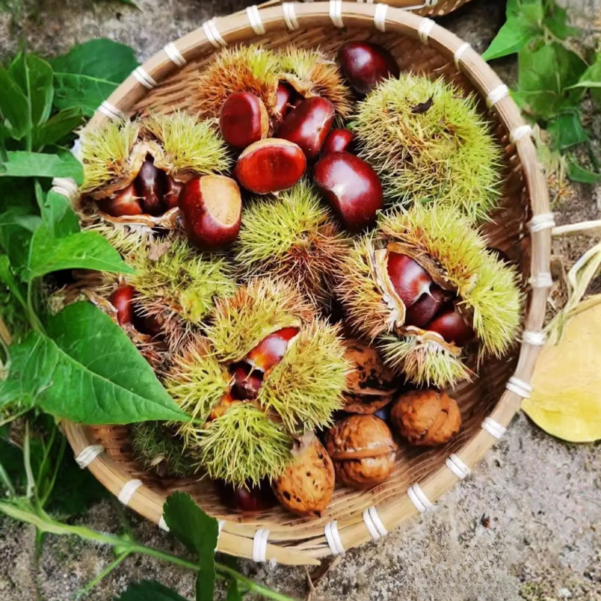 新鲜可生吃板栗红壳毛栗新货生鲜零食坚果