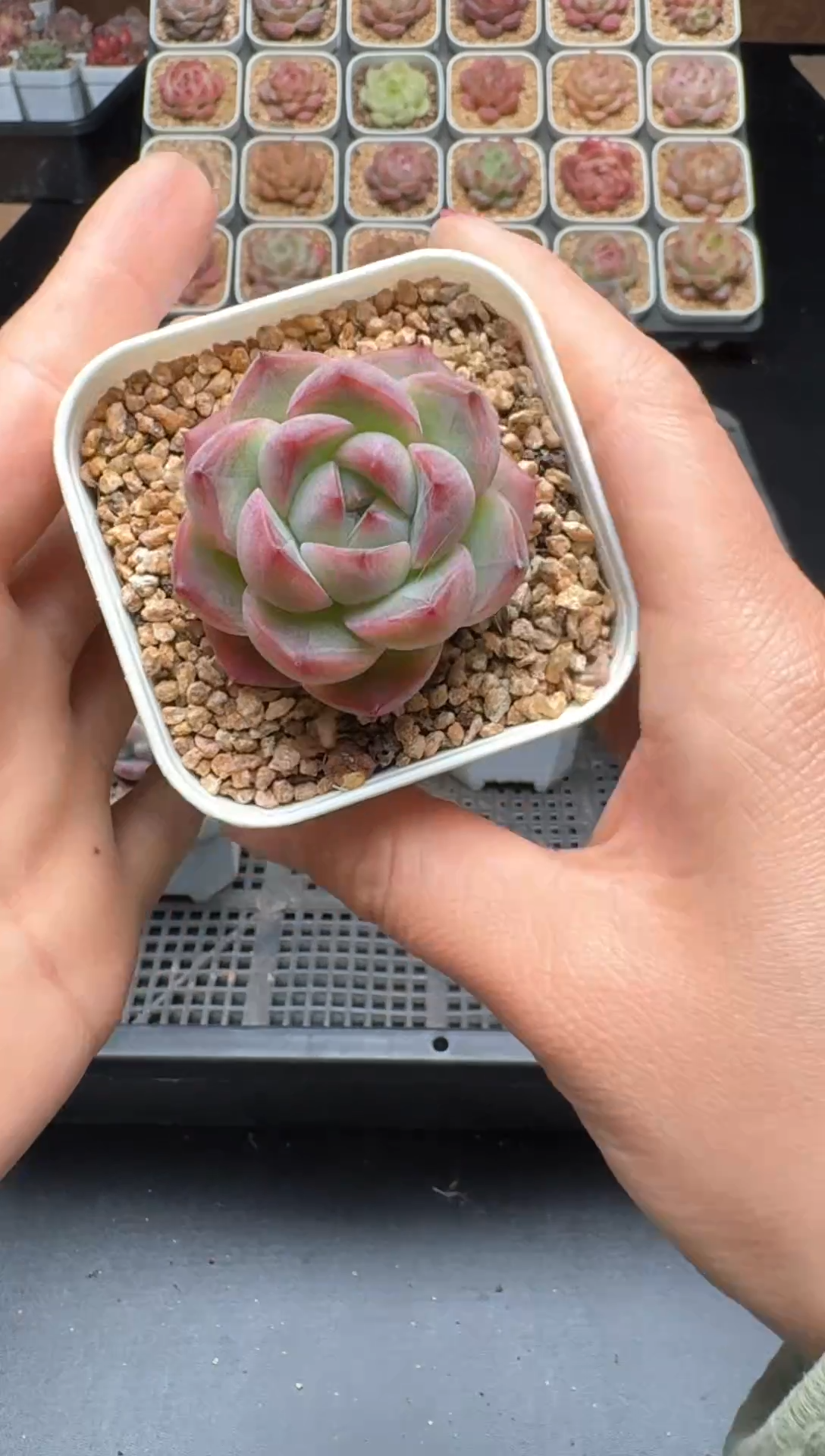 【闪购商品】958号 珍妮杂交多肉 花卉植物