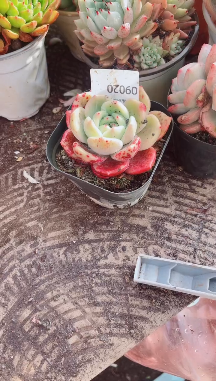 A*跃跃精品多肉090