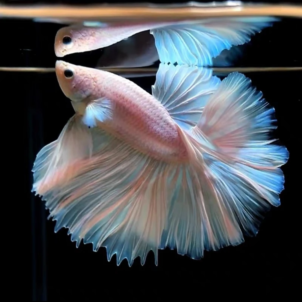 第二版【25-48】泰国斗鱼仙女款淡水热带小型观赏鱼