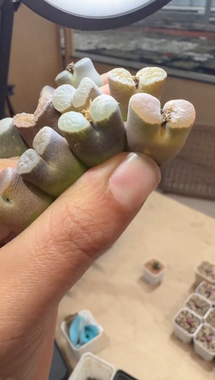 213多肉植物肉锥紫云半克磁铁一颗