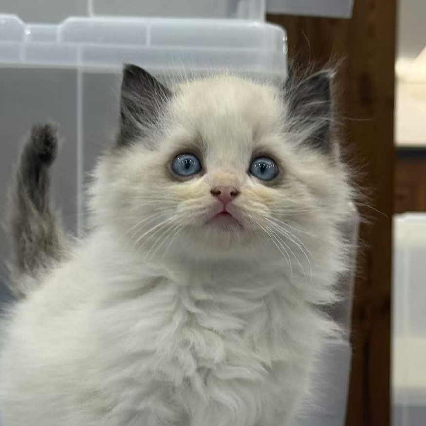 来了姊妹-海双布偶猫 弟弟 13