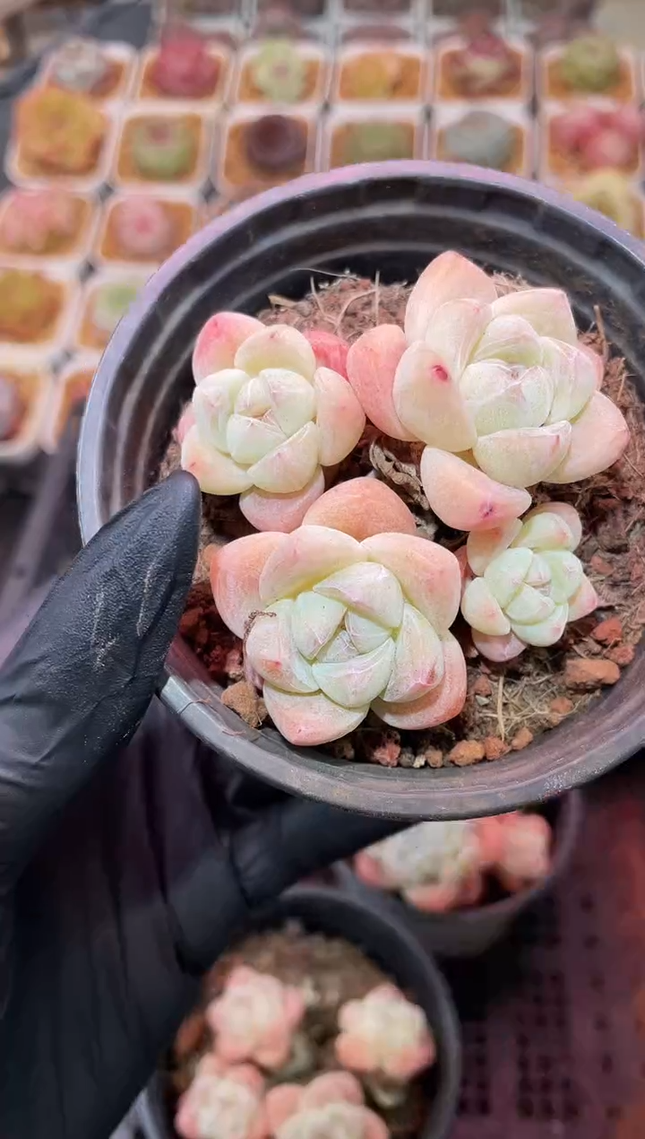 闪购505 冰玉多肉一颗 