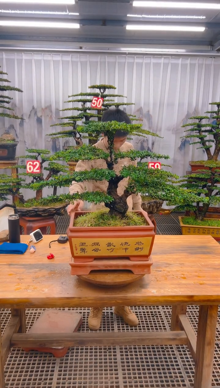 【闪购商品】紫砂精品盆景直播间一物一拍