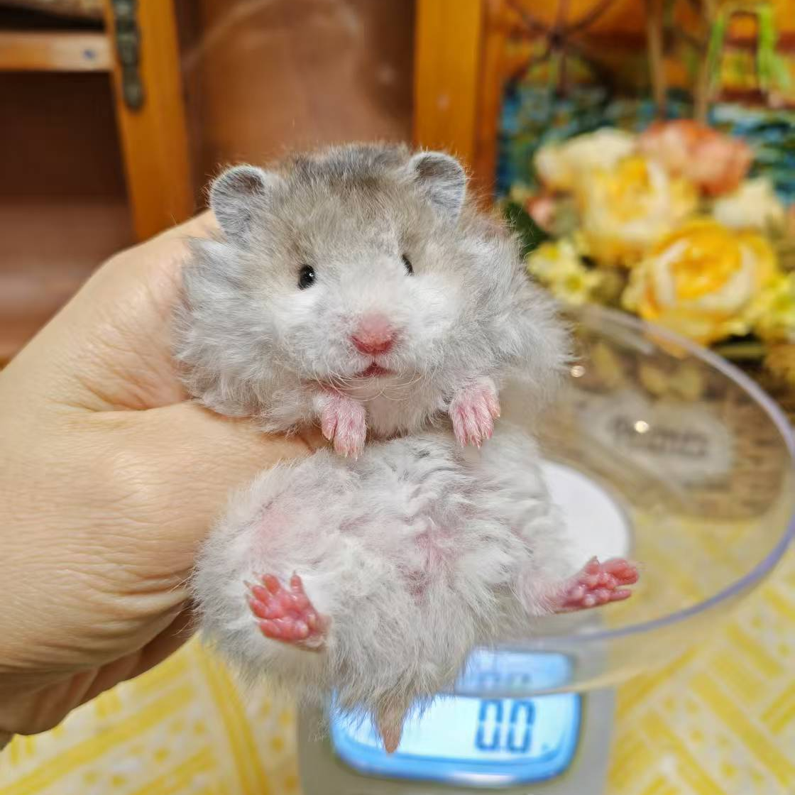活体仓鼠可爱金丝熊长毛