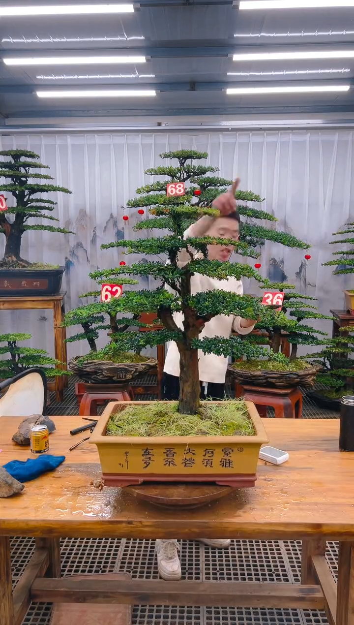 【闪购商品】紫砂精品盆景直播间一物一拍