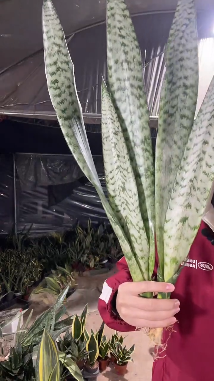 40厘米起银麦裸根2棵9.9