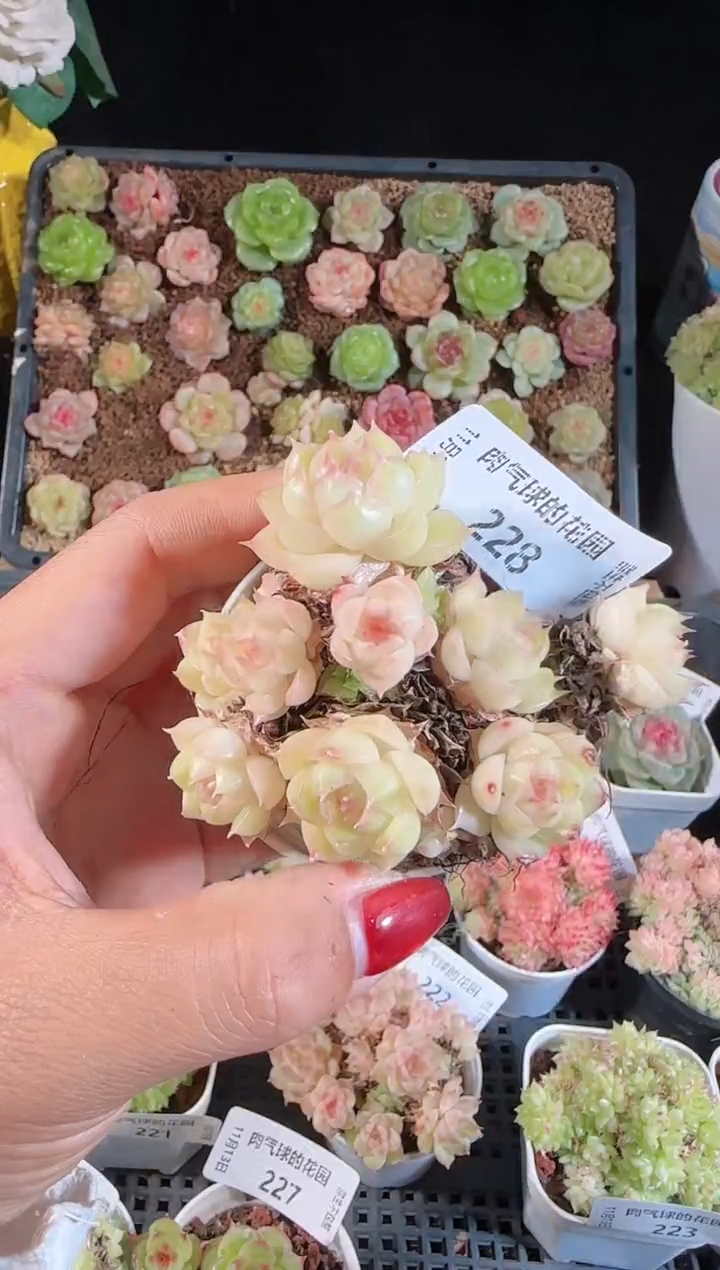 1113-228群生不包整