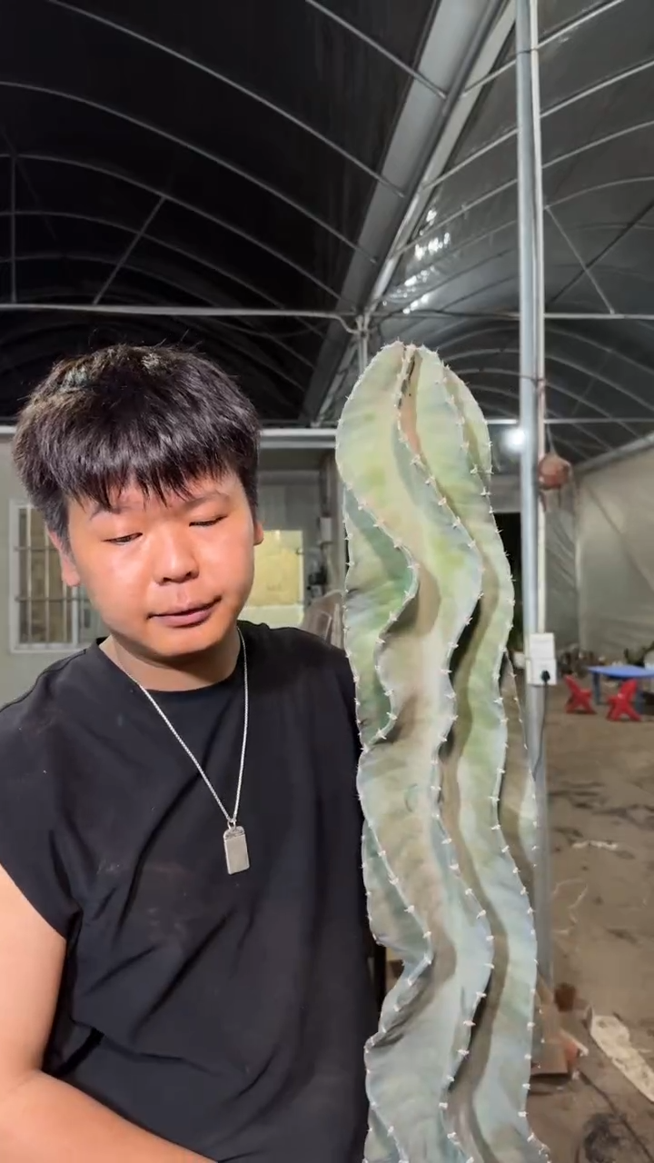 80-100cm 秘鲁苹果【无根】
