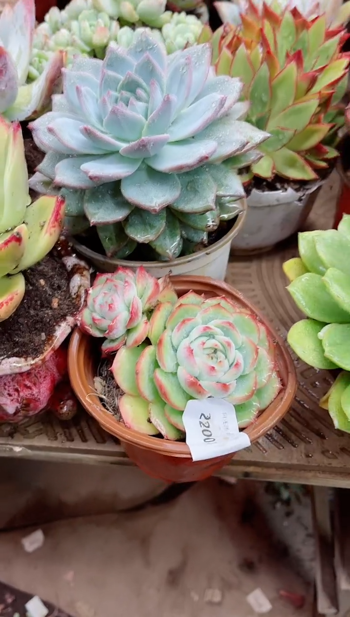 泡****里22001多肉植物一物一拍