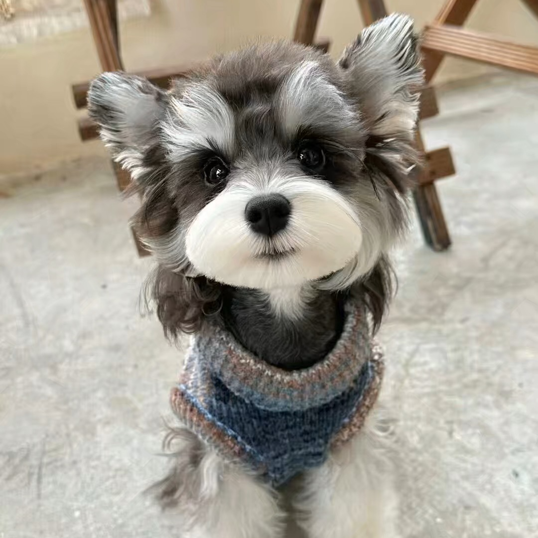 自家繁育雪纳瑞幼犬萌系浅椒盐黑银咖啡超小体茶杯体韩系母狗公狗