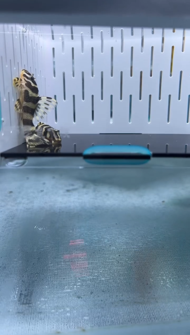 清道夫4+不包入缸损134