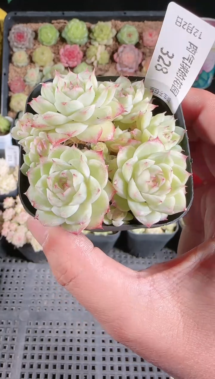 1202-328多肉群生不包整