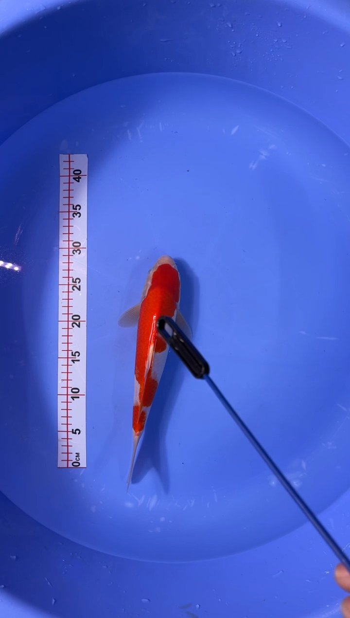 锦鲤活体二号链接