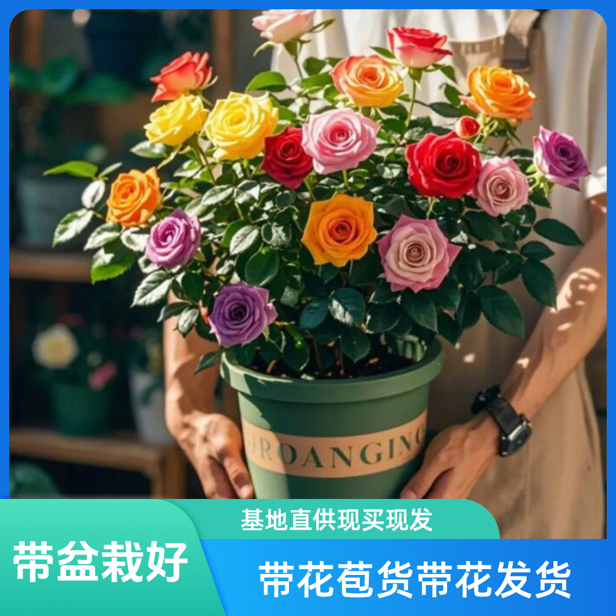 【普普花卉】原盆带花发货云南玫瑰花基地盆栽地栽阳台庭院种植园艺