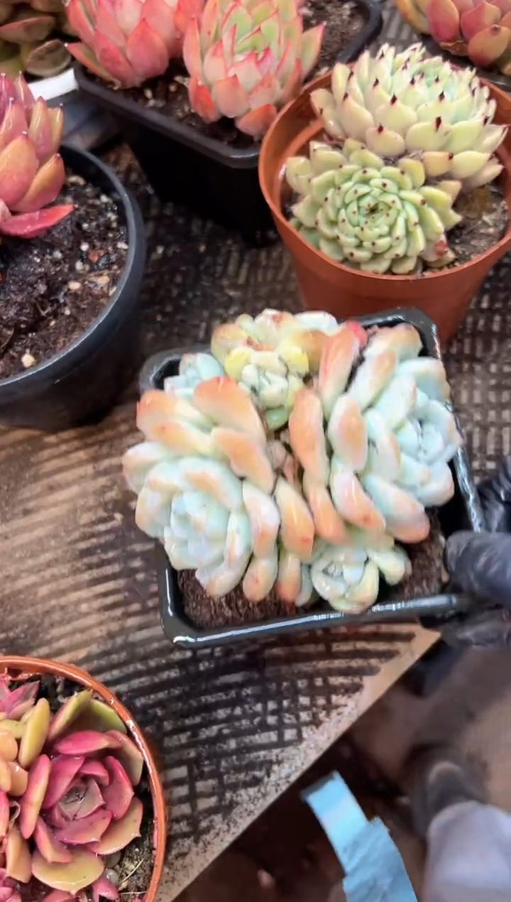 Q***—多肉植物一物一拍26485