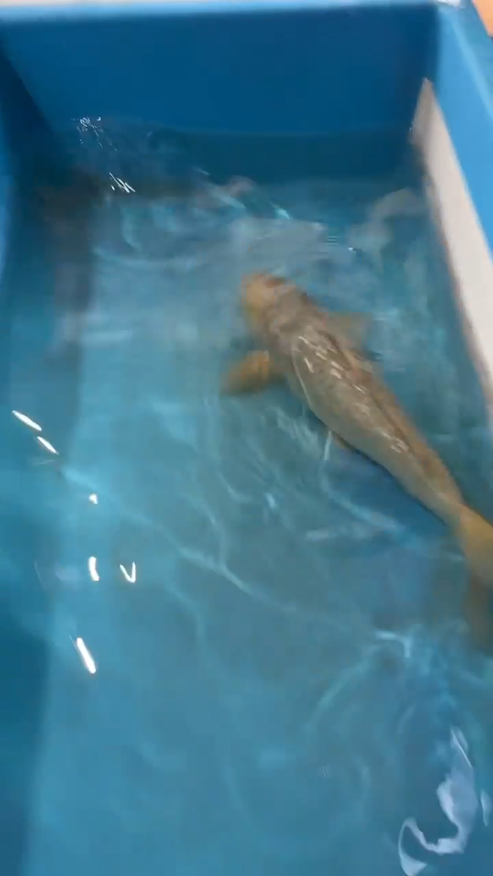 锦鲤太饱锦鲤36cm-45cm不包邮到付