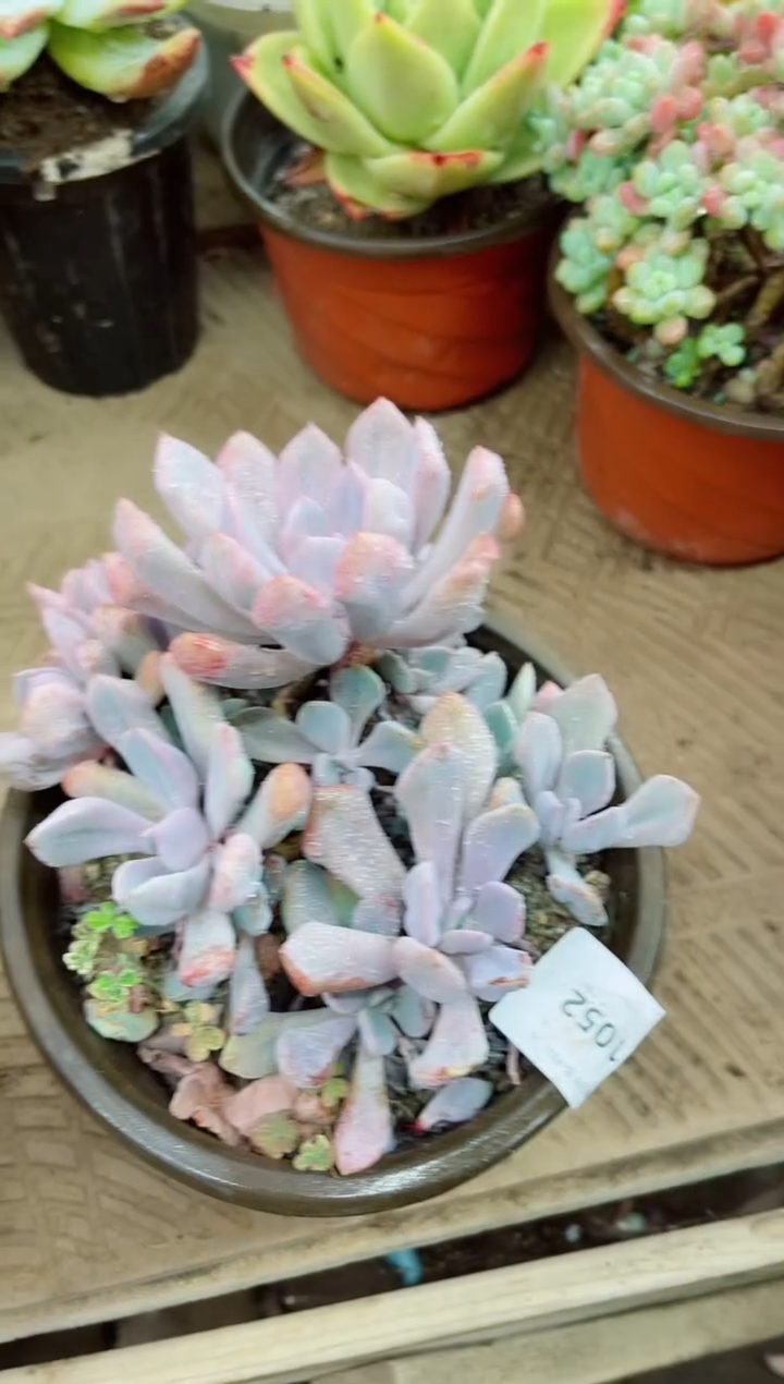 ?****梨21052多肉植物一物一拍