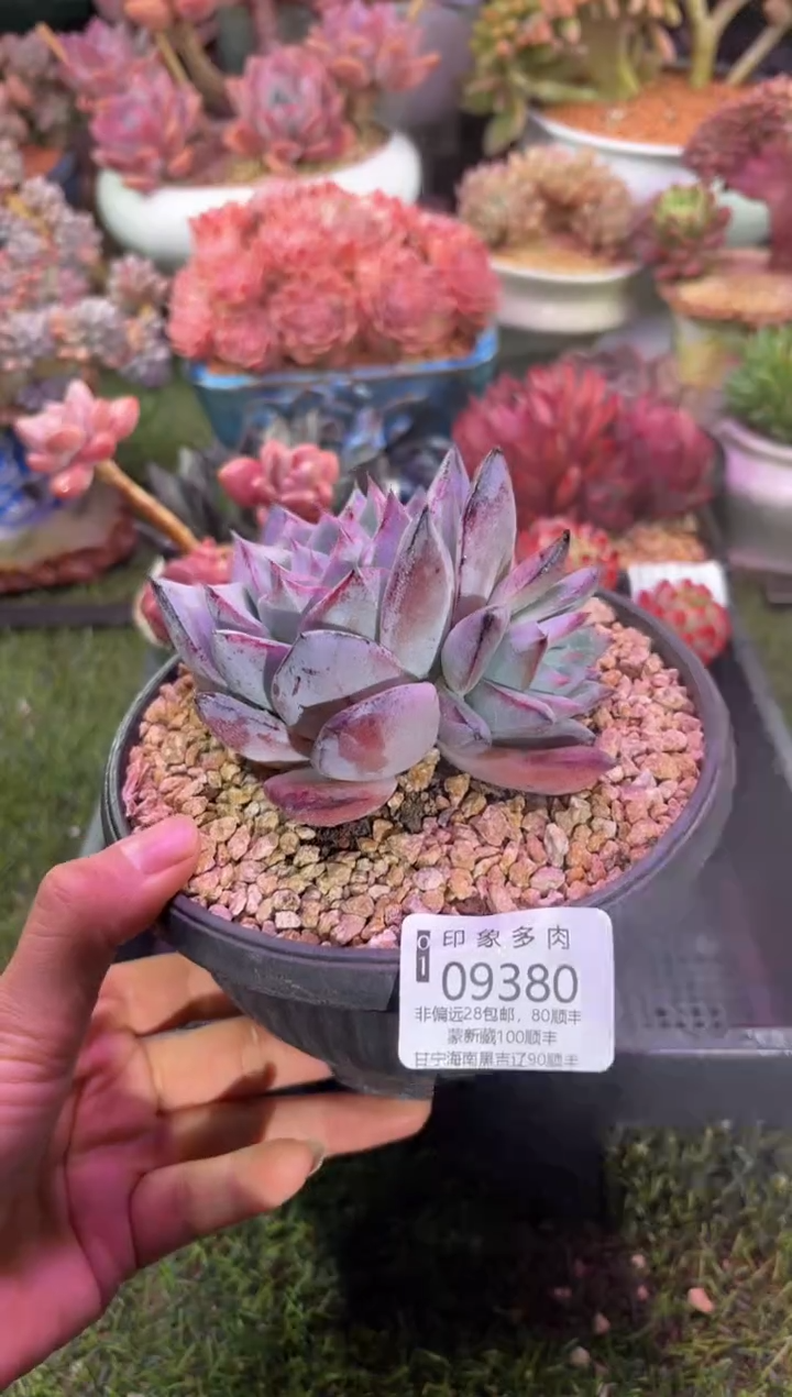 【闪购商品】09380