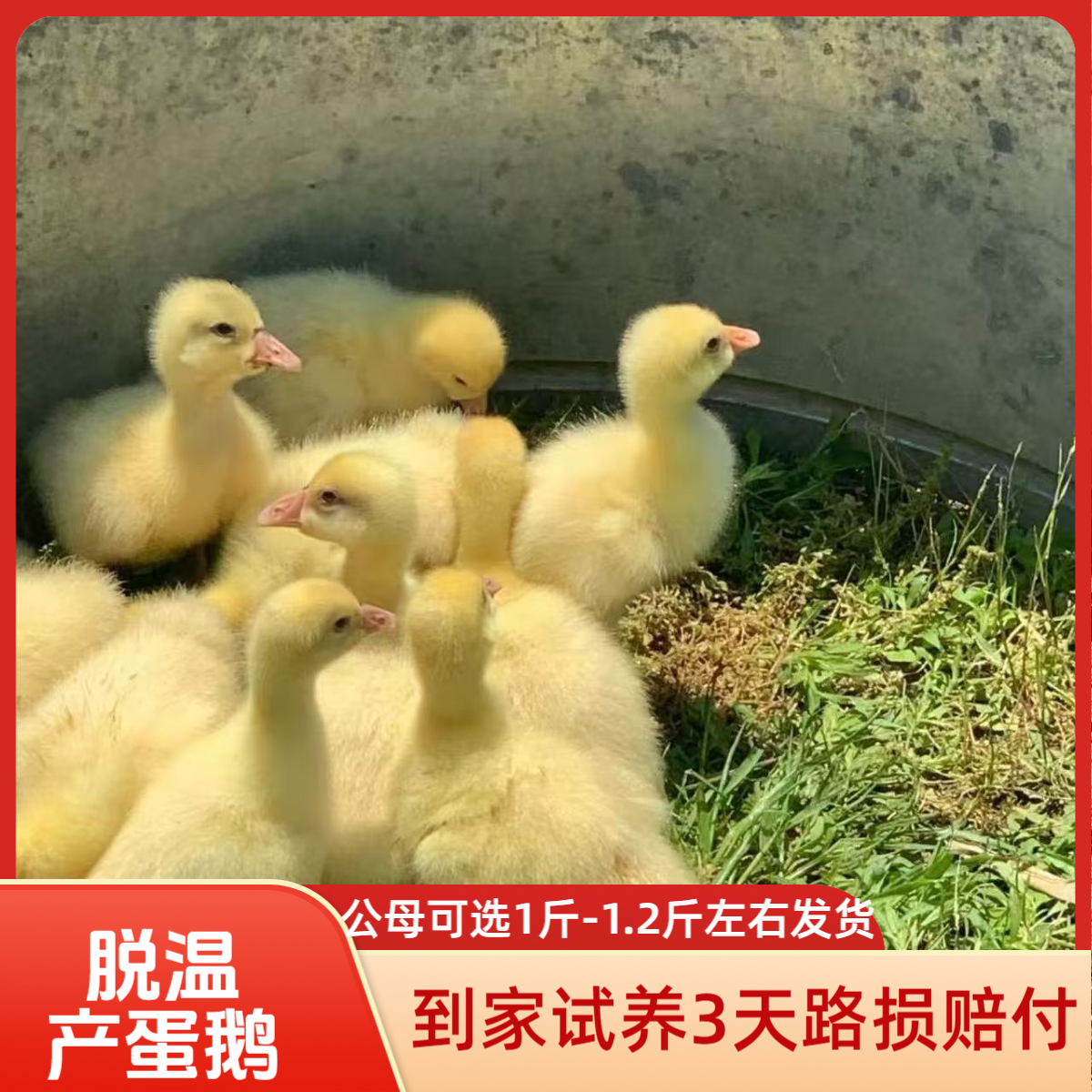【大白鹅四季鹅】发货2斤左右宠物脱温鹅/路损包赔/售后3天顺丰快递