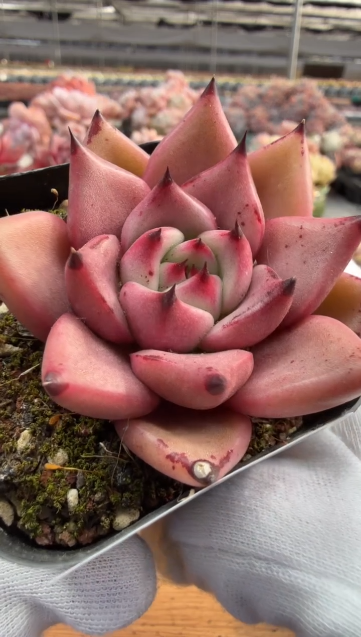 东云多肉园三店-114