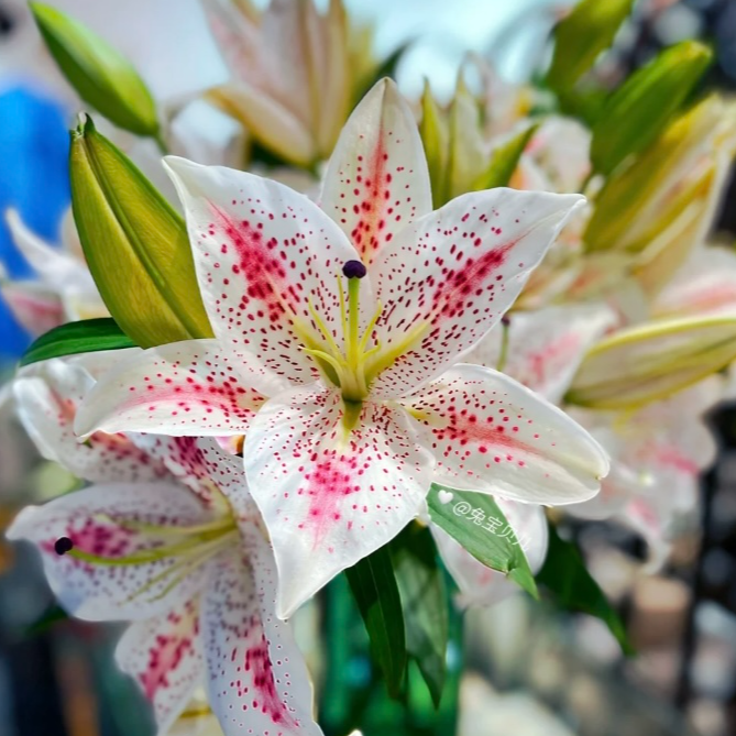 【追香人】西施 单瓣香水百合 同地址任意两单顺丰包邮