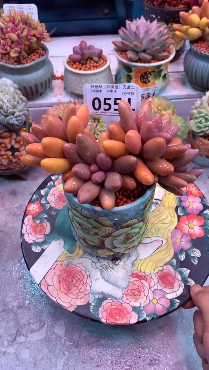 糖果美人055L（一物一拍，精品多肉，所见即所得 ）