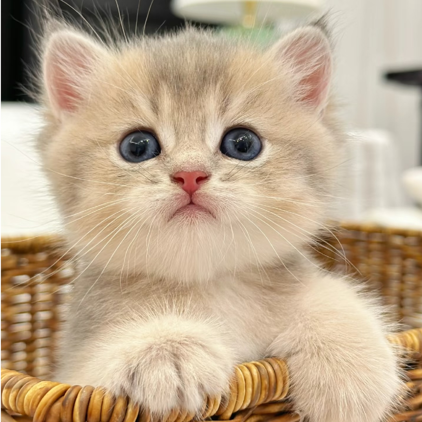 （全品类猫咪) 金渐层，布偶猫，英短，美短等