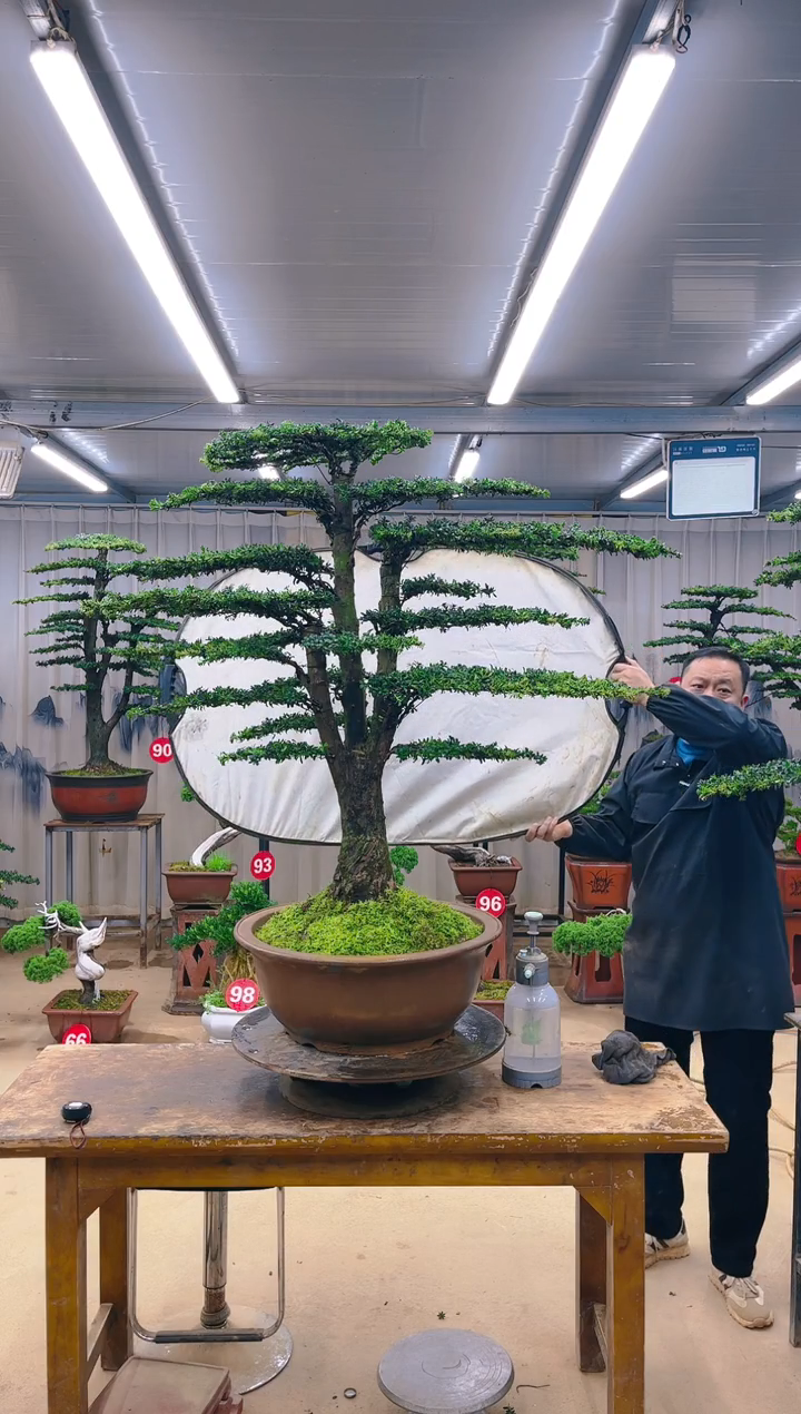 无花朵精品盆景 一物一拍