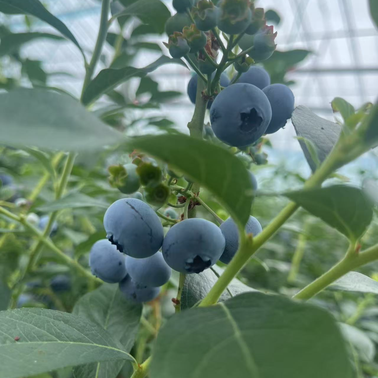 正宗丹东大蓝莓 现摘现发 顺丰包邮12mm-15mm 每盒100g辽宁省