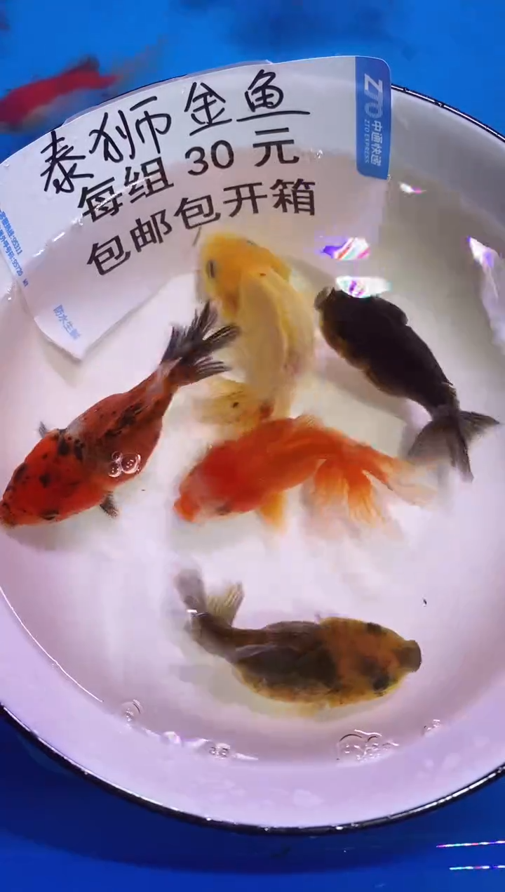 金鱼人**见金鱼观赏鱼好养包开箱