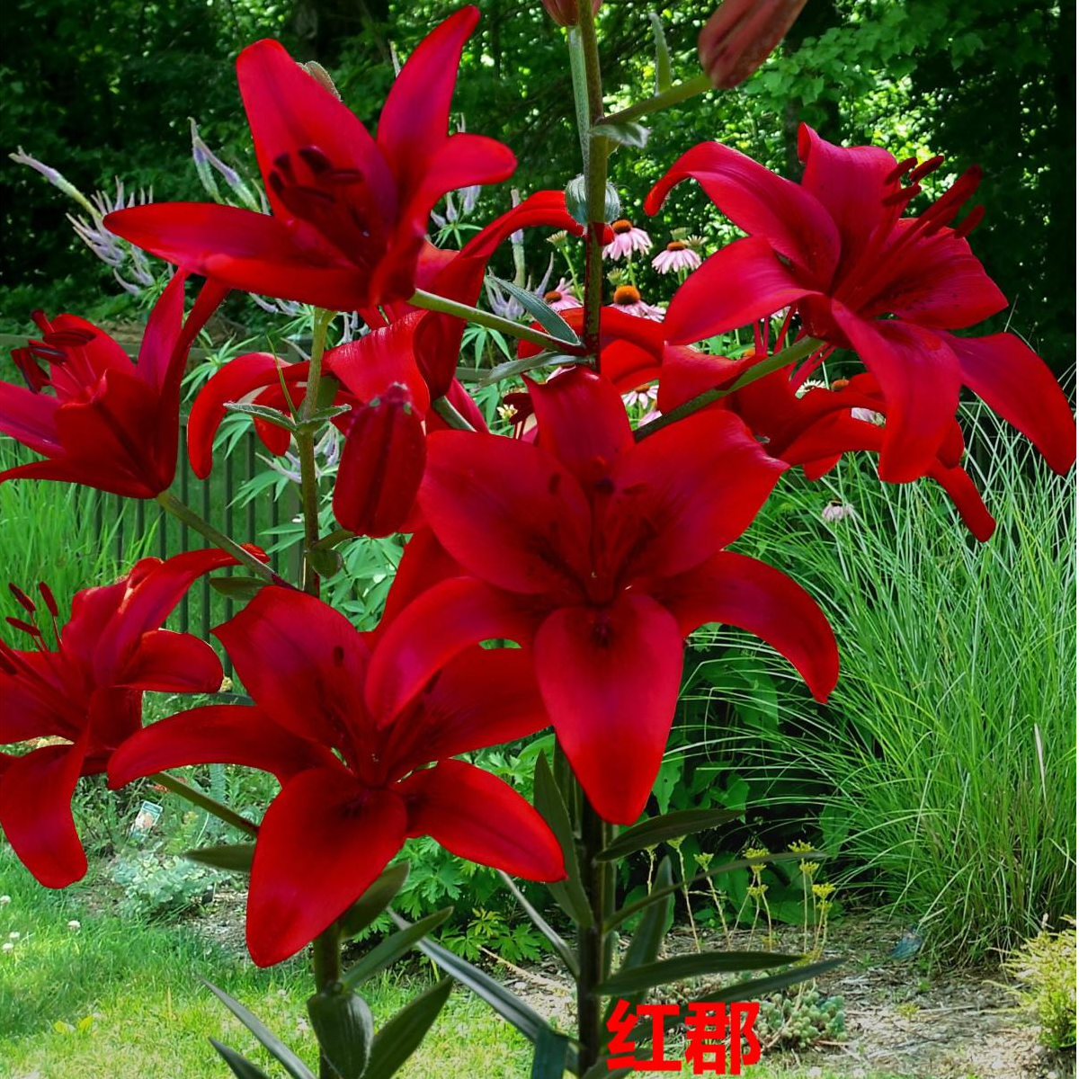新品【红郡】14/16 亚百百合种球进口百合种球四季栽种盆地栽