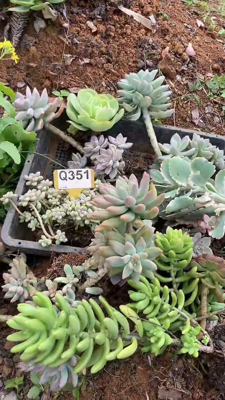 Q351地拍多肉枝头组合默认脱土发货
