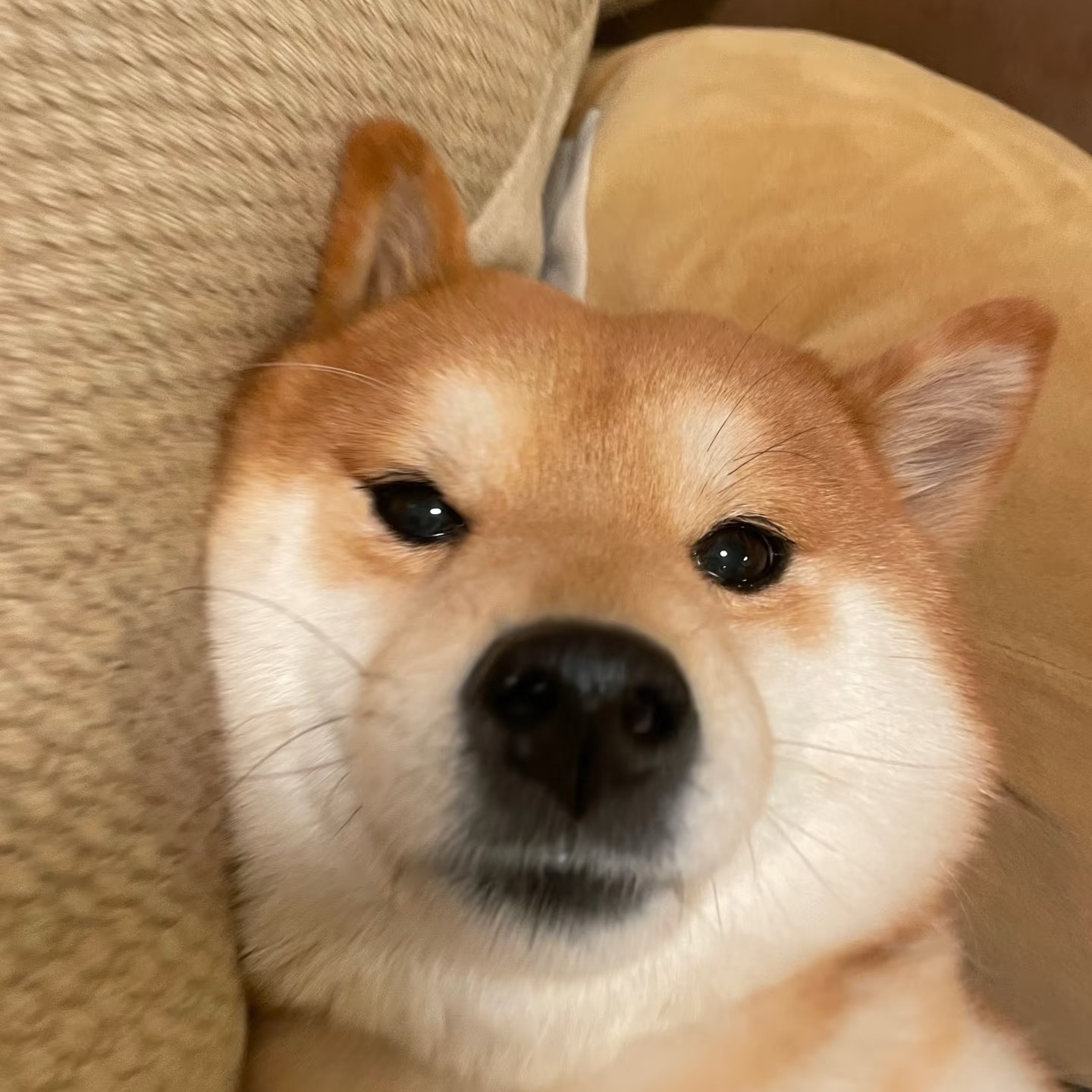 沈阳棠溪犬舍豆柴柴犬幼犬直播售卖黑柴赤柴白柴小狗