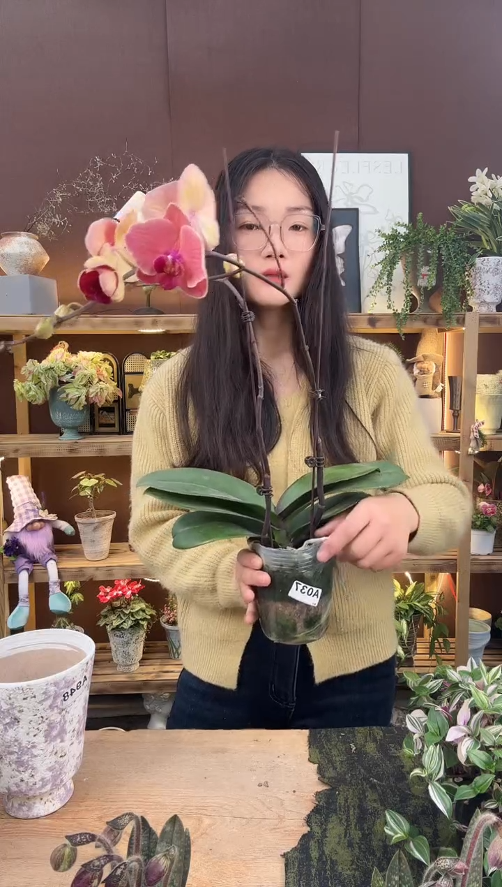 以实际为准蝴蝶兰育苗盆037