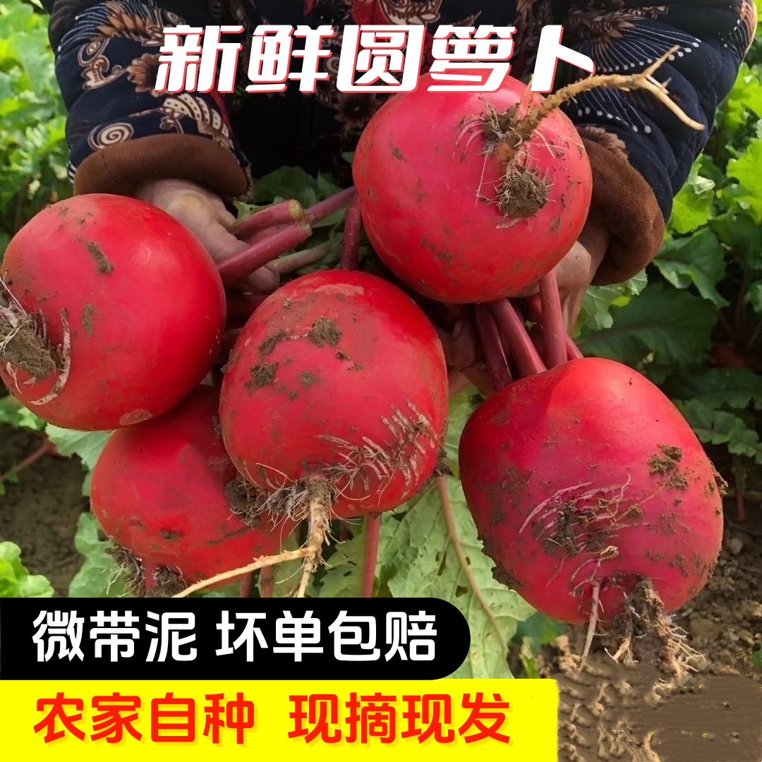 湖北老品种红皮圆萝卜新鲜农家自种红萝卜红皮白肉泡菜胭脂嫩萝卜