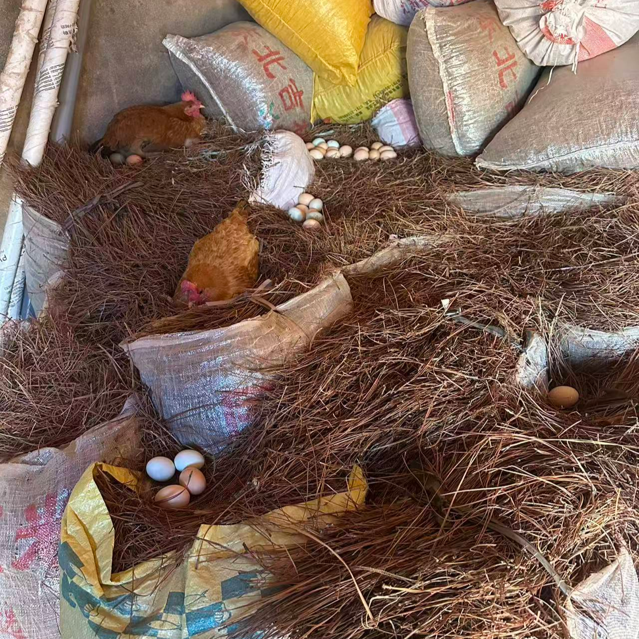 林下散养农村土鸡蛋新鲜现捡粗粮谷物喂养