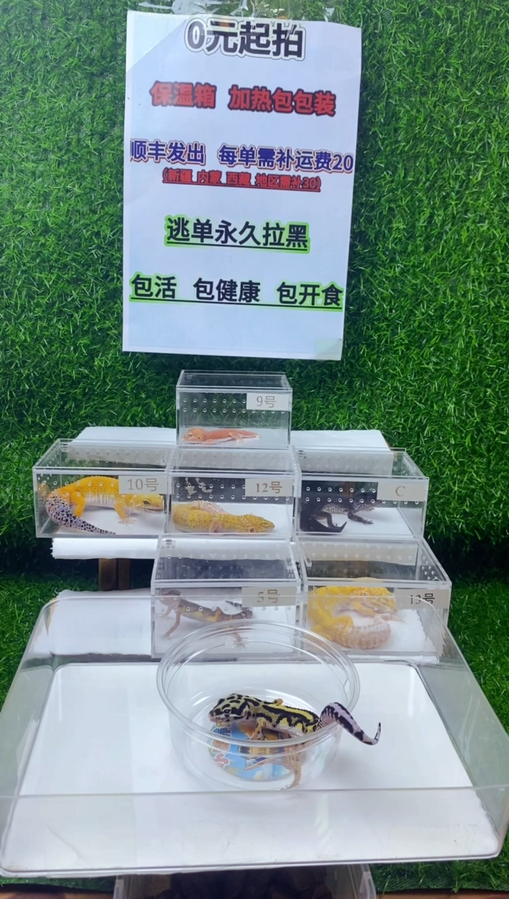 豹纹守宫豹纹守宫幼苗亚成体肥尾