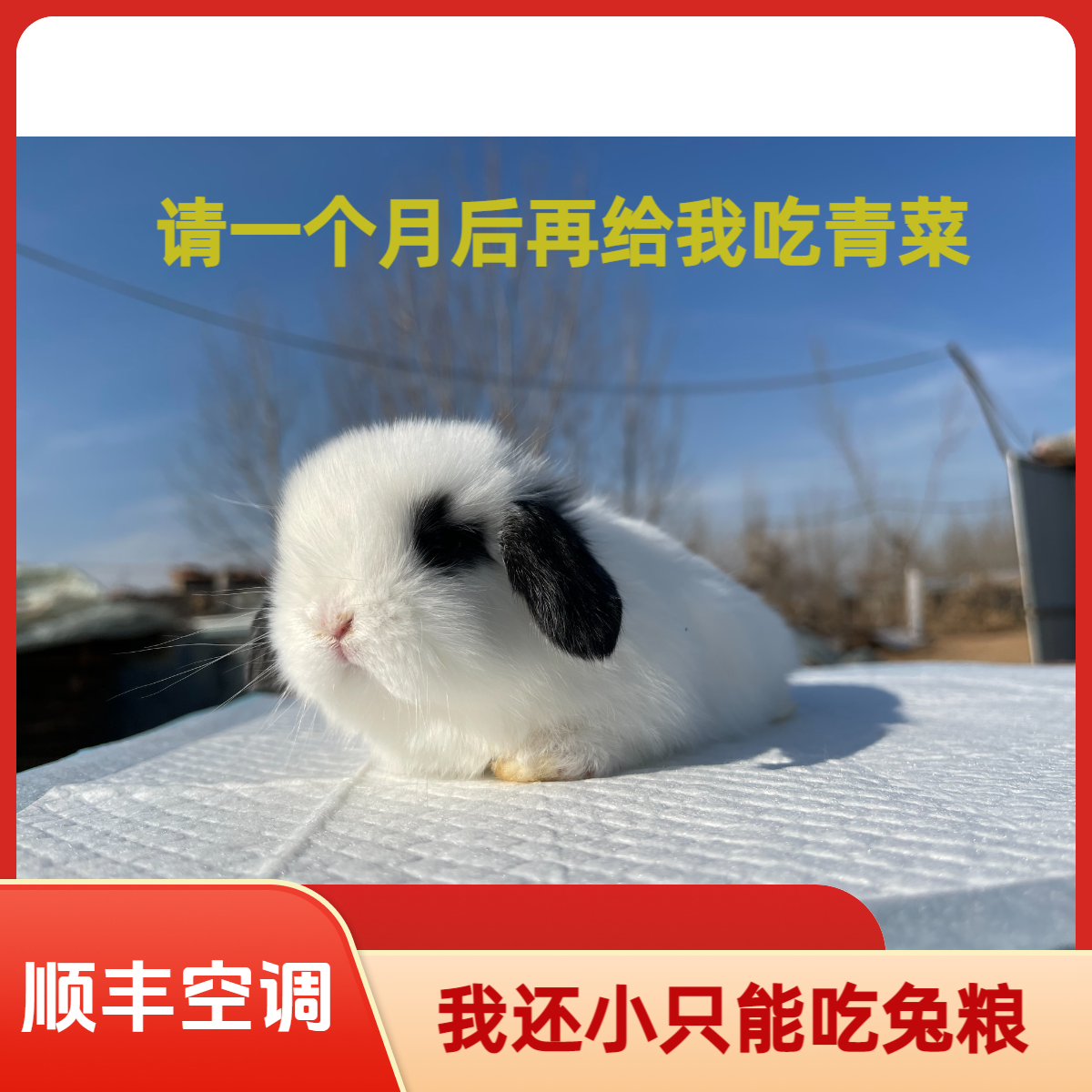 活体发出不退不换长不大不咬人迷你侏儒垂耳兔活物适合家养宠物兔