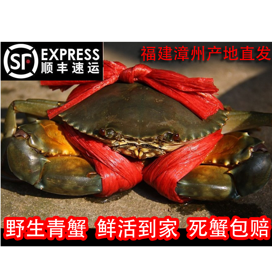 【活蟹】福建漳州本港青蟹公母混搭螃蟹肉蟹燕母腌仔蟹处子蟹小娘蟹