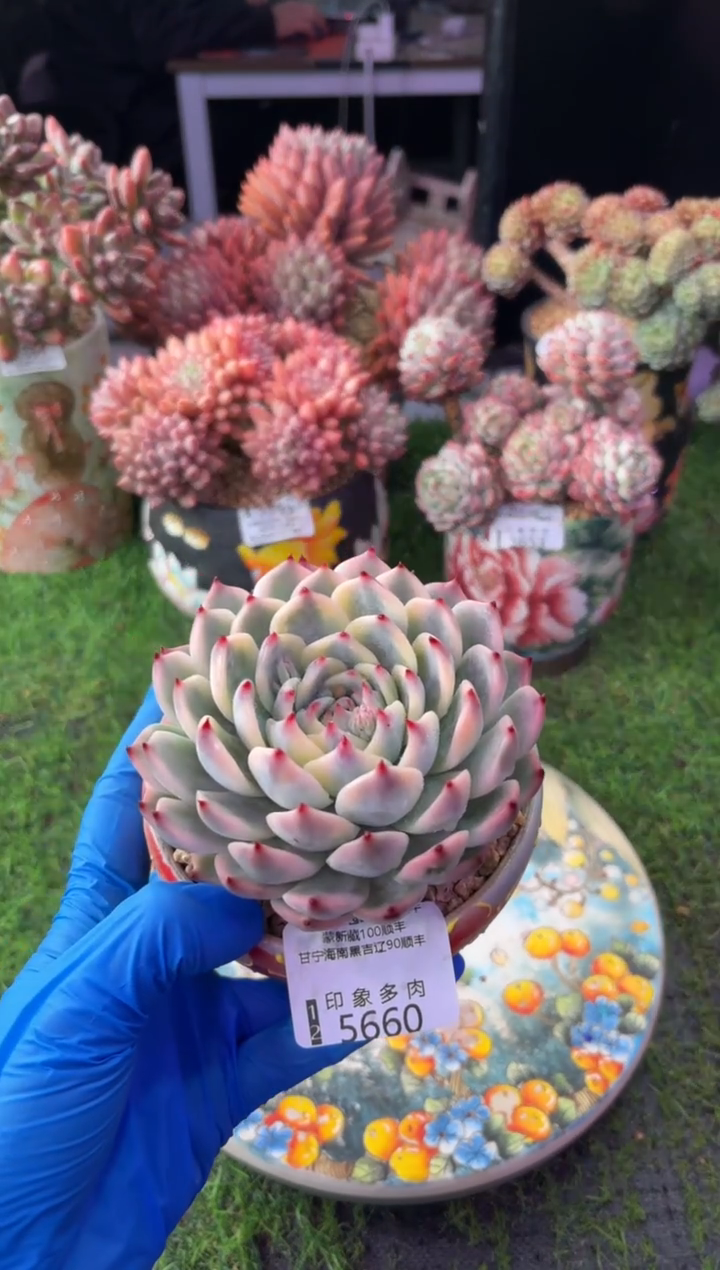 昆明印象多肉5660