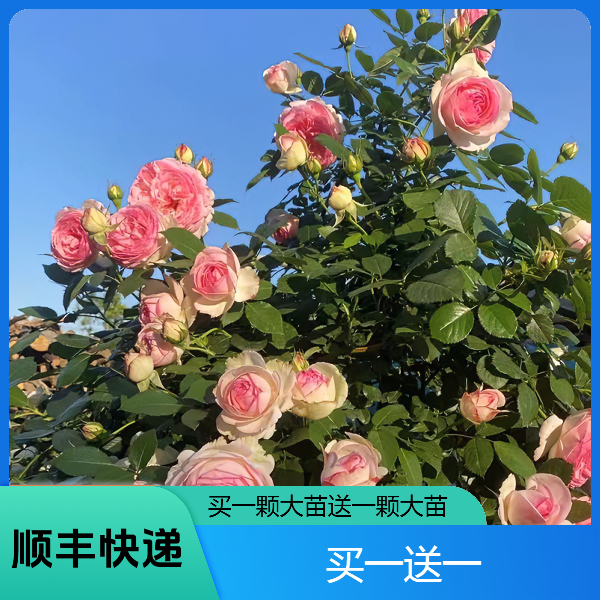 【买一颗送一颗】大苗爬藤月季月季花期多季节重复开花大花品种浓香