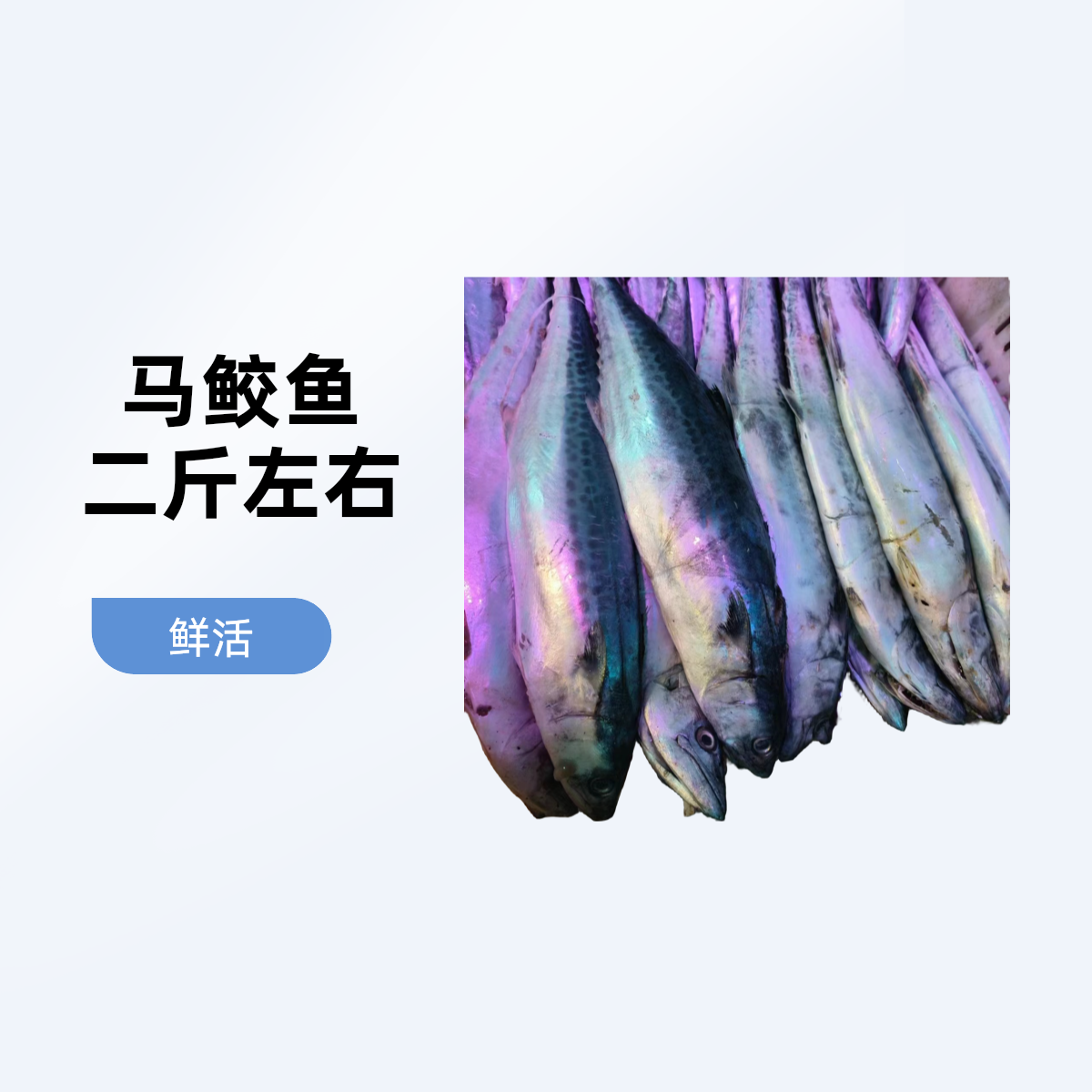 鲜马鲛鱼（46元二斤左右）